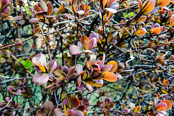 포토 JPG 해외이미지 나무 식물 디자인 계절 백그라운드 잎 패턴 자연 하늘 아침 추상 새로움 풍경 사람없음 초록색 여름 빛 햇빛 태양 새싹 환경 정원 봄 성장 나뭇가지 시골 신선 숲 작음 아래 관목 질감 장면 성분 내추럴 해외202004 해외포토 주간 자연요소 컬러 컨셉 무늬 크기 방향 생태계 위치 파일형식 이미지허브