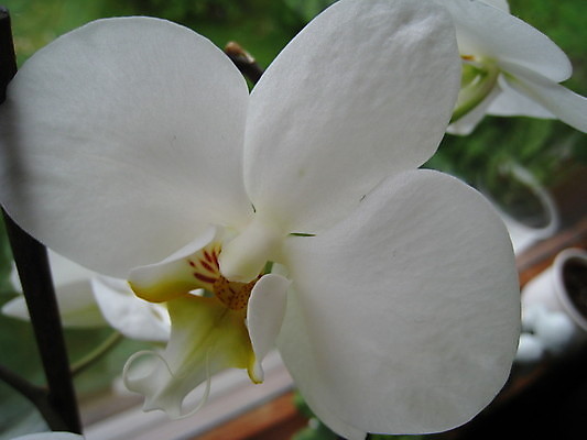 포토 JPG 해외이미지 나무 꽃 잎 사람없음 초록색 여름 봄 게 바위 흰색 하트 아스팔트 나무껍질 해외202004 해외포토 모양 식물 계절 도로 컬러 갑각류 껍질 돌_바위 파일형식 이미지허브