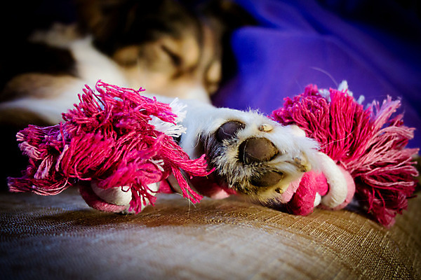 포토 JPG 해외이미지 동물 포유류 포옹 휴식 뼈 사람없음 친구 반려동물 장난감 갈색 개 담요 송곳니 기르기 유래 해외202004 해외포토 컬러 컨셉 관계 안기 치아 돌봄 파일형식 이미지허브