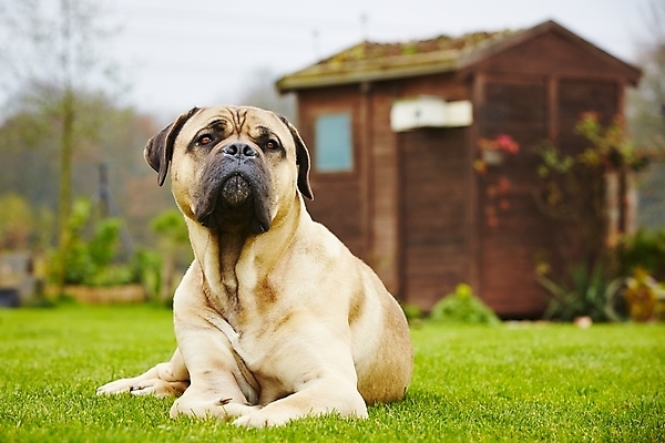 포토 JPG 해외이미지 동물 응시 자연 휴식 주택 사람없음 야외 초록색 반려동물 농장 갈색 정원 가축 목장 시골 관찰 주름 기다림 개 큼 싱글 거인 송곳니 기르기 동반자 복종 신앙심 혼자 해외202004 해외포토 시선 컬러 컨셉 농업 포유류 모션 건물 치아 크기 생태계 돌봄 파일형식 이미지허브