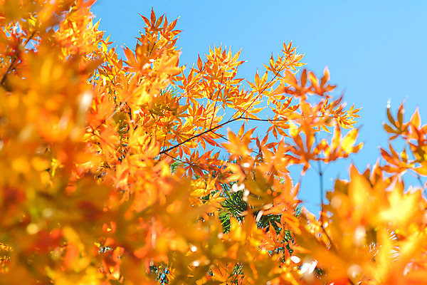 포토 JPG 해외이미지 나무 식물 계절 공원 여행 백그라운드 단풍 잎 오렌지 자연 하늘 추상 풍경 사람없음 야외 빨간색 초록색 파란색 빛 컬러풀 햇빛 노란색 정원 일본 가을 나뭇가지 황금 숲 질감 장면 내추럴 교토 해외202004 해외포토 공공시설 아시아 컬러 무늬 과일 태양 생태계 파일형식 이미지허브
