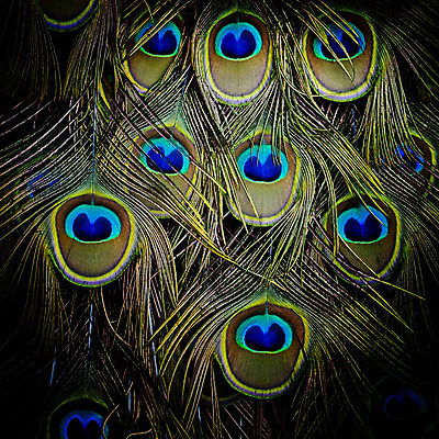 포토 JPG 해외이미지 자연 조류 사람없음 초록색 파란색 공작 깃털 해외202004 해외포토 동물 컬러 생태계 파일형식 이미지허브