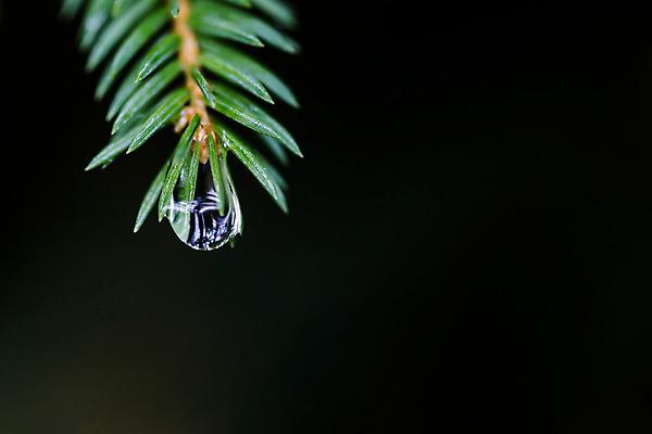 포토 JPG 해외이미지 나무 공원 산업 백그라운드 컨셉 크리스마스 자연 아침 산 건강 사람없음 야외 초록색 햇빛 우주 환경 침묵 소나무 황무지 닫기 숲 이슬 심볼 친환경 생태계 질감 상록수 전나무 원뿔 잡동사니 유지 내추럴 강렬 가문비나무 해외202004 해외포토 주간 도형 식물 공공시설 기념일 컬러 모션 태양 소리 파일형식 이미지허브