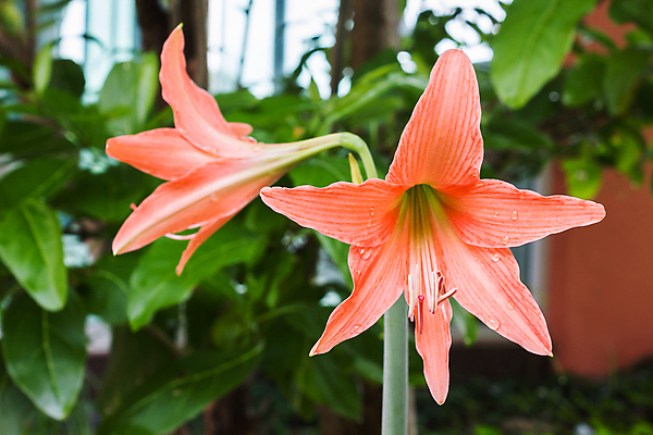 포토 JPG 해외이미지 나무 꽃잎 꽃 백그라운드 오렌지 자연 주택 사람없음 우주 정원 공백 부드러움 파스텔톤 그리너리 해외202004 해외포토 식물 컬러 과일 건물 감각 생태계 파일형식 트랜드컬러 이미지허브