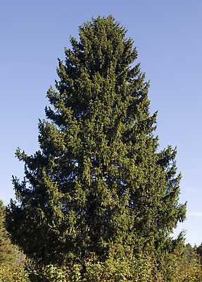 포토 JPG 해외이미지 나무 식물 계절 공원 여행 백그라운드 크리스마스 겨울 자연 하늘 휴가 새로움 털 사람 사람없음 초록색 파란색 환경 얼음 침묵 추위 나뭇가지 축하 인사 소나무 신용카드 보호 정상 숲 시원함 주차 서리 러시아 장면 상록수 침엽수 전나무 가문비나무 해외202004 해외포토 자연요소 공공시설 기념일 유럽 컬러 컨셉 금융 소리 예절 생태계 파일형식 이미지허브
