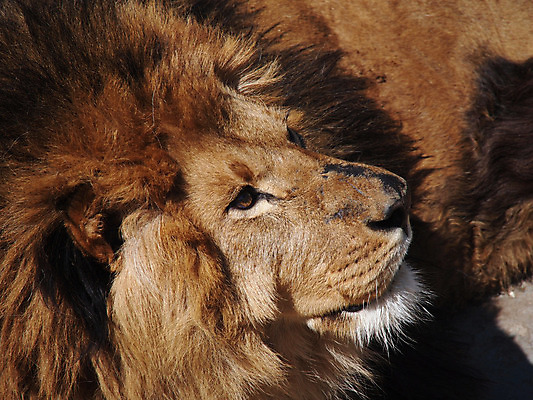 포토 JPG 해외이미지 동물 1 응시 남자 야생동물 포유류 아프리카 성인 사람없음 옆모습 세로 고양이 힘 사막 닫기 위험 사자 큼 싱글 갈기 사자자리 서식지 표범 남쪽 내추럴 구성 칼라하리 해외202004 해외포토 시선 나라 뷰포인트 컨셉 모션 사람 반려동물 별자리 크기 방향 파일형식 이미지허브