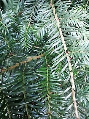 포토 JPG 해외이미지 나무 식물 디자인 계절 백그라운드 잎 크리스마스장식 크리스마스 겨울 패턴 자연 휴가 새로움 새해 프레임 사람없음 야외 목재 장식 초록색 크리스마스트리 우주 나뭇가지 축하 소나무 신용카드 숲 연도 질감 상록수 침엽수 전나무 내추럴 양치류 가문비나무 크리스마스배경 해외202004 해외포토 기념일 컬러 컨셉 무늬 재료 금융 생태계 파일형식 이미지허브