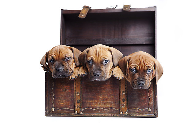 포토 JPG 해외이미지 동물 행복 얼굴 백그라운드 포유류 함께함 앉기 사람없음 반려동물 귀여움 흰색 그룹 개 달콤 강아지 작음 송곳니 기르기 해외202004 해외포토 감정 컬러 컨셉 모션 신체부위 맛 치아 크기 돌봄 파일형식 이미지허브