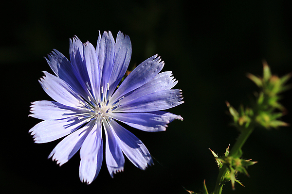 포토 JPG 해외이미지 식물 꽃 백그라운드 잎 꽃무늬 재료 건강 사람없음 여름 벚꽃 신선 먹기 허브 유기농 내추럴 채식주의자 치커리 해외202004 해외포토 웰빙 계절 무늬 채소 모션 채식 파일형식 이미지허브