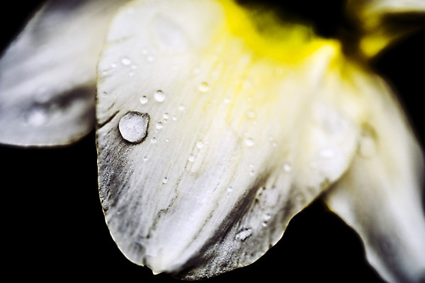 포토 JPG 해외이미지 식물 꽃잎 꽃 꽃다발 꽃무늬 봄꽃 자연 검은배경 날씨 휴식 선물 사람없음 초록색 노란색 정원 화목 힘 에너지 흰색 물방울 시골 원예 꽃가루 수선화 해외202004 해외포토 컬러 백그라운드 컨셉 무늬 취미 검은색 봄 가루 생태계 파일형식 이미지허브