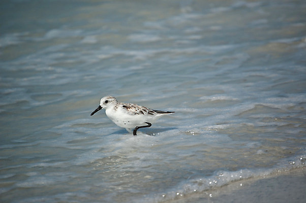 포토 JPG 해외이미지 동물 한마리 야생동물 파도 자연 조류 사람없음 가로 물 컬러풀 사진촬영 물새 플로리다 해외202004 해외포토 자연요소 1 바다 컬러 촬영 미국 생태계 파일형식 이미지허브
