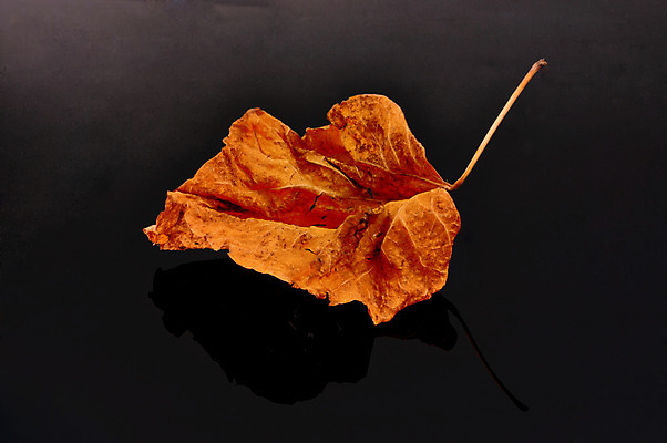 포토 JPG 해외이미지 나무 계절 백그라운드 잎 2 오렌지 자연 건조 기술 사람없음 가로 빛 농작물 갈색 가을 오브젝트 멀리 정맥 고립 옛날 해외202004 해외포토 식물 컬러 농업 과일 생태계 혈관 파일형식 이미지허브