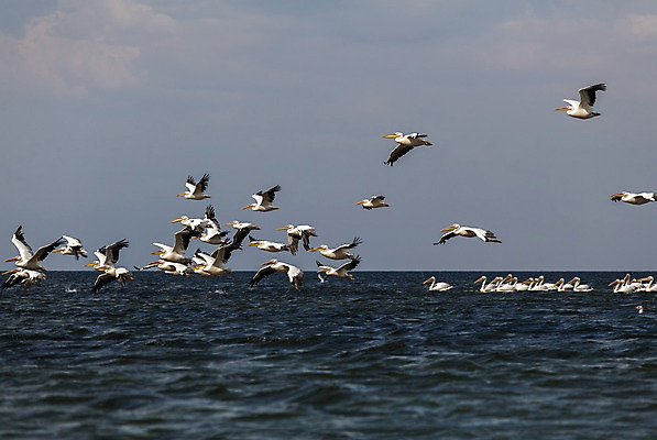 포토 JPG 해외이미지 동물 구름 야생동물 파도 바다 분홍색 여행 날개 가족 자연 조류 하늘 표면 파노라마 앉기 사람없음 물 파란색 노란색 흰색 비행 서핑 그룹 펠리컨 깃털 내추럴 식민지 줄서기 해외202004 해외포토 자연요소 컬러 관계 모션 촬영기법 수상스포츠 생태계 파일형식 이미지허브