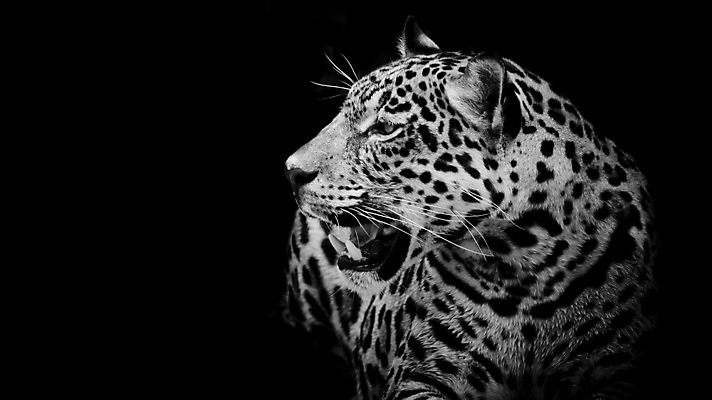 포토 JPG 해외이미지 나무 동물 1 공원 야생동물 아프리카 자연 흑백 미술 사람없음 야외 옆모습 머리 검은색 고양이 흰색 오픈 입 황무지 닫기 치아 핥기 위험 큼 B 혀 육식동물 하품 W 표범 세피아 전국 해외202004 해외포토 식물 알파벳 공공시설 나라 뷰포인트 컬러 컨셉 포유류 모션 문화예술 촬영기법 신체부위 반려동물 소화기관 크기 생태계 생리현상 파일형식 이미지허브