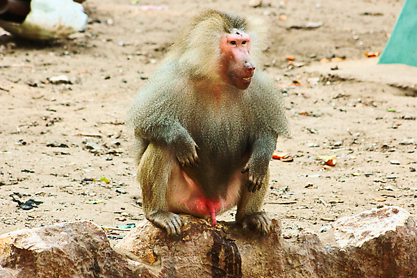 포토 JPG 해외이미지 동물 계절 공원 아시아 여행 백그라운드 포유류 아프리카 자연 생물 동물원 이집트 종류 미술 사람없음 야외 반려동물 환경 원숭이 황무지 숲 모피 유인원 포트폴리오 해외202004 해외포토 공공시설 나라 문화예술 생태계 파일형식 이미지허브