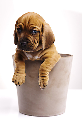 포토 JPG 해외이미지 한마리 화분 반려견 새끼 실내 사람없음 반려동물 귀여움 강아지 닥스훈트 흰배경 해외202004 해외포토 동물 1 백그라운드 컨셉 내부 흰색 개 파일형식 이미지허브