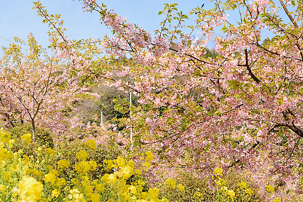 포토 JPG 해외이미지 나무 식물 계절 공원 꽃 아시아 백그라운드 잎 자연 하늘 풍경 사람없음 야외 가로 초록색 컬러풀 햇빛 노란색 환경 정원 일본 맑음 봄 활발 벚꽃 나뭇가지 도쿄 떨어짐 숲 유채 질감 자연백그라운드 카놀라 해외202004 해외포토 공공시설 나라 컬러 컨셉 날씨 태양 생태계 파일형식 이미지허브