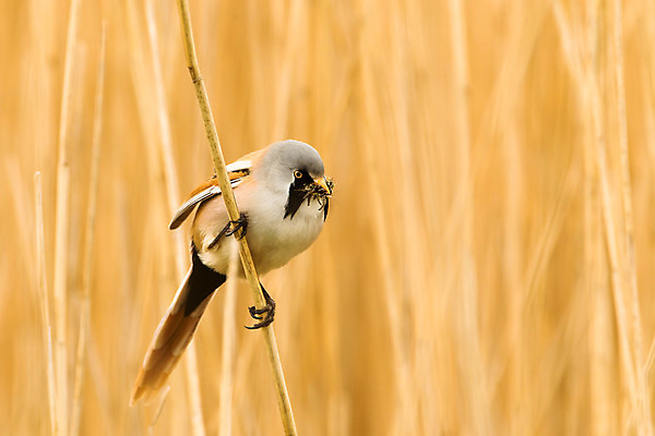 포토 JPG 해외이미지 동물 1 야생동물 자연 조류 영국 수염 사람없음 야외 가로 봄 수줍음 싱글 부리 내추럴 해외202004 해외포토 계절 감정 유럽 생태계 파일형식 이미지허브