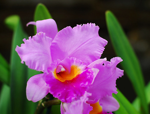 포토 JPG 해외이미지 식물 꽃 분홍색 자연 사람없음 노란색 정원 난초 원예 해외202004 해외포토 컬러 취미 생태계 파일형식 이미지허브