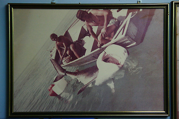 포토 JPG 해외이미지 동물 야생동물 어류 사람없음 호주 전시회 육식동물 상어 해외202004 해외포토 수중동물 전시 오세아니아 파일형식 이미지허브