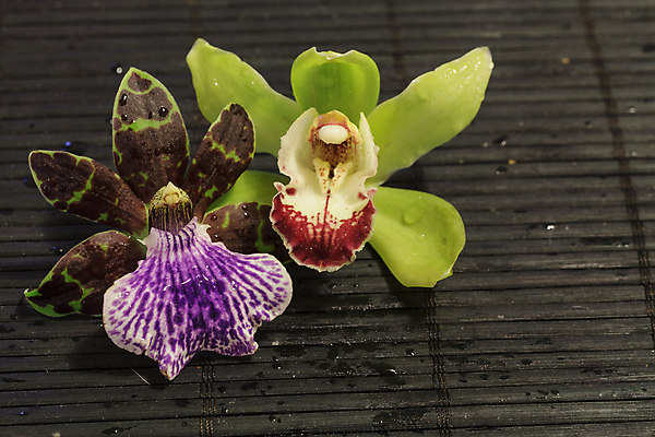 포토 JPG 해외이미지 식물 꽃잎 꽃 선 백그라운드 사람없음 장식 빨간색 초록색 머리 보라색 스파 침묵 벚꽃 흰색 화려 난초 우아함 고립 부족함 해외202004 해외포토 컬러 컨셉 신체부위 소리 파일형식 이미지허브