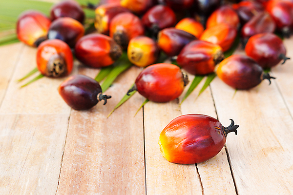 포토 JPG 해외이미지 식물 산업 아시아 음식 잎 농업 과일 교통시설 자동차 자연 손바닥 씨앗 사람없음 경제 농장 에너지 견과류 지성 수확 신선 재산 역 휘발유 다발 에코 날것 탱크 연료 가스 짐차 자원 펌프 노즐 디젤 밭일 세련 해외202004 해외포토 손 나라 육상교통 교통 금융 환경 석유 시설 생태계 파일형식 이미지허브