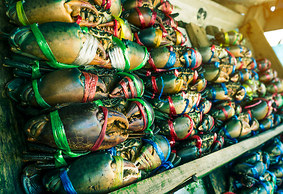 포토 JPG 해외이미지 동물 음식 바다 백그라운드 패턴 다이어트 태국 자연 생물 갑각류 요리 사람없음 갈색 세일 식당 검은색 식사 게 껍질 흰색 신선 시장 큼 먹기 해산물 날것 지역 진흙 타운 펜치 어장 거인 집게발 생존 해외202004 해외포토 아시아 컬러 무늬 모션 건강 상점 공구 도시 크기 생태계 파일형식 이미지허브