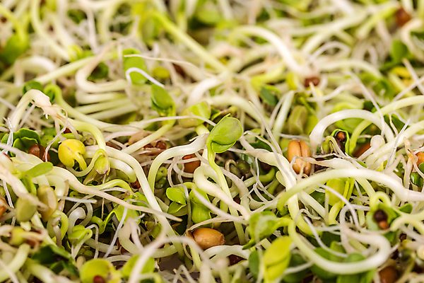 포토 JPG 해외이미지 식물 음식 백그라운드 재료 해바라기 건강 사람없음 초록색 새싹 성장 신선 혼합 밀 머스터드 유기농 박테리아 채식주의자 총각무 해외202004 해외포토 웰빙 꽃 컬러 의학 곡류 소스_음식 무 채식 파일형식 이미지허브