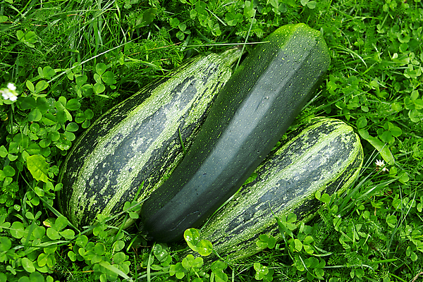 포토 JPG 해외이미지 라이프스타일 잡화 지구 음식 백그라운드 농업 다이어트 채소 벽지 건강 요리 사람없음 초록색 여름 농장 정원 수확 가을 신선 제조 상품 땅 먹기 유기농 생태계 원예 칼로리 내추럴 밭일 생태학 주키니 채식주의자 해외202004 해외포토 웰빙 계절 교육 산업 컬러 모션 취미 생활 채식 파일형식 이미지허브