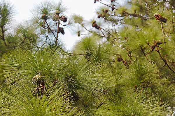 포토 JPG 해외이미지 나무 식물 백그라운드 잎 크리스마스 자연 추상 휴가 사람없음 목재 가로 초록색 농장 갈색 사진촬영 흰색 나뭇가지 붓 소나무 숲 만족 질감 부드러움 상록수 원뿔 잡동사니 내추럴 남아프리카 수목 세련 해외202004 해외포토 도형 기념일 감정 컬러 무늬 농업 재료 아프리카 촬영 감각 생태계 파일형식 이미지허브