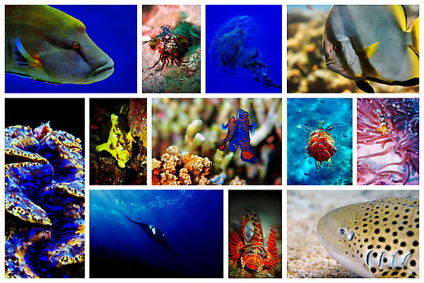 포토 JPG 해외이미지 동물 야생동물 바다 여행 자연 조개 새우 어류 사람없음 물 세트 컬러풀 수중 수영 광선 산호 작음 수집 다이빙 엽서 상어 암초 모음 해파리 깊이 동물상 소금물 이국적 해외202004 해외포토 자연요소 컬러 어패류 갑각류 한글 조형물 수중동물 수상스포츠 자포동물 크기 편지 생태계 수중스포츠 파일형식 이미지허브