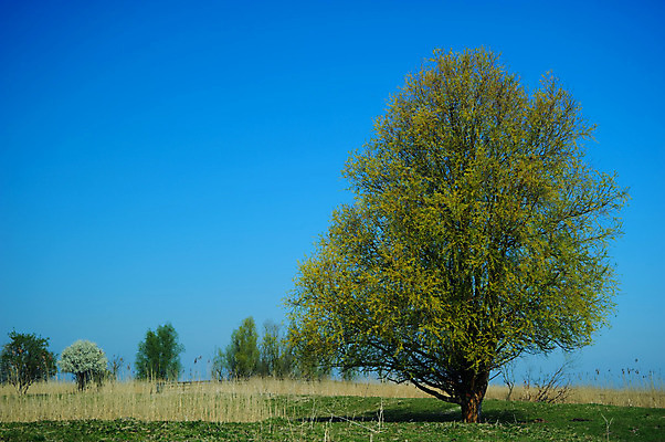 포토 JPG 해외이미지 나무 계절 공원 자연 하늘 국립공원 갈대 풍경 사람없음 야외 초록색 파란색 노란색 봄 해외202004 해외포토 식물 공공시설 컬러 생태계 파일형식 이미지허브