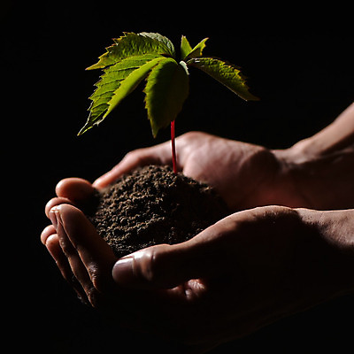 포토 JPG 해외이미지 주간 손 들기 야외 신체부위 새싹 흙 해외202004 해외포토 자연요소 식물 모션 사람 파일형식 이미지허브