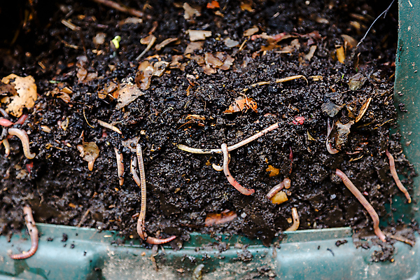 포토 JPG 해외이미지 식물 라이프스타일 지구 농업 채소 가정 자연 낚시 주택 통 사람없음 초록색 농장 쌓기 환경 주방 정원 흙 재활용 쓰레기통 쓰레기 에코 유기농 원예 먼지 미끼 흙더미 유지 낭비 내추럴 거름 생태학 썩음 핸드메이드 해외202004 해외포토 웰빙 교육 산업 컬러 컨셉 모션 레저 취미 건물 생활 친환경 생태계 파일형식 더미 이미지허브