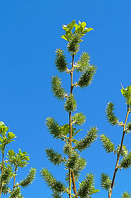 포토 JPG 해외이미지 식물 계절 꽃 잎 자연 하늘 풍경 사람없음 야외 초록색 환경 정원 침묵 봄 벚꽃 나뭇가지 시골 신선 개화 강렬 해외202004 해외포토 나무 컬러 소리 생태계 파일형식 이미지허브