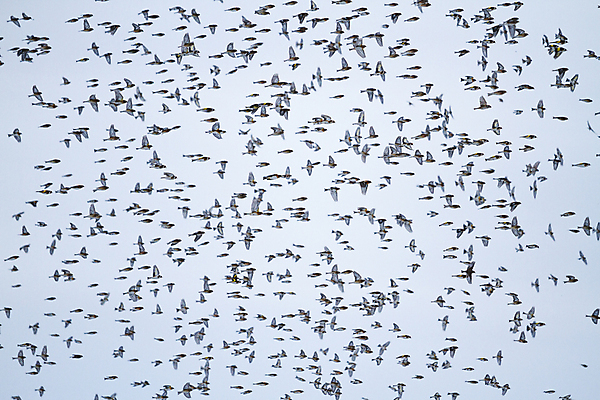 포토 JPG 해외이미지 동물 구름 계절 실루엣 야생동물 백그라운드 날개 자연 조류 하늘 추상 잉글랜드 함께함 사람없음 야외 검은색 황혼 일몰 봄 펼침 자유 그룹 깃털 속도 생태계 질감 생물학 꼬리 철새 동물상 식민지 이국적 혼란 많음 해외202004 해외포토 자연요소 교육 컬러 컨셉 무늬 모션 영국 촬영기법 조형물 노을 파일형식 이미지허브