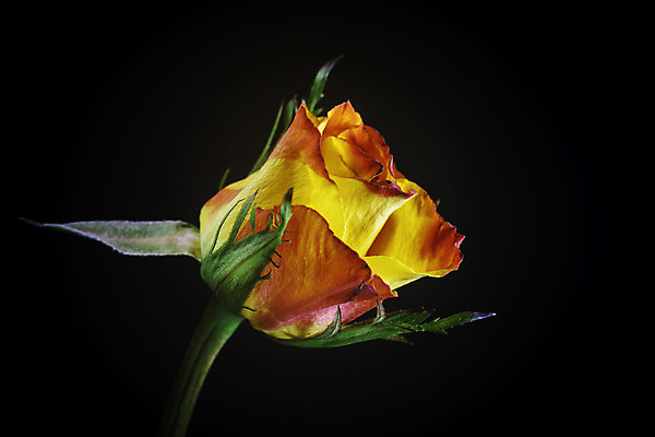 포토 JPG 해외이미지 식물 꽃잎 꽃 자연 불 사랑 사람없음 빨간색 초록색 여름 장미 노란색 검은색 젖음 사인 열정 해외202004 해외포토 자연요소 계절 감정 컬러 생태계 파일형식 이미지허브