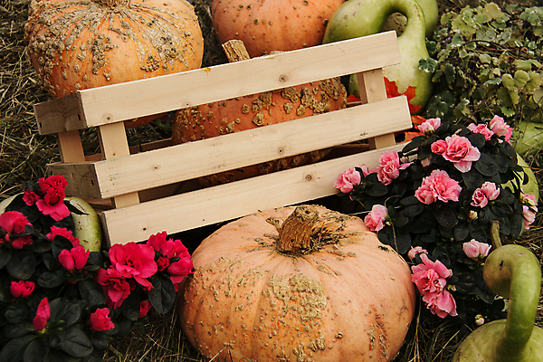 포토 JPG 해외이미지 식물 아이콘 전통 디자인 계절 얼굴 음식 백그라운드 컨셉 농업 채소 오렌지 부분 자연 호박 휴가 프레임 건강 미술 사람없음 목재 장식 세트 농장 노란색 할로윈 수확 가을 시골 축하 대접 신선 신용카드 무서움 심볼 오브젝트 유기농 박 추수감사절 잭 스쿼시 10월 내추럴 숙성 채식주의자 해외202004 해외포토 나무 웰빙 감정 산업 기독교 스포츠 컬러 과일 재료 문화예술 신체부위 금융 구기 날짜 생태계 채식 파일형식 이미지허브