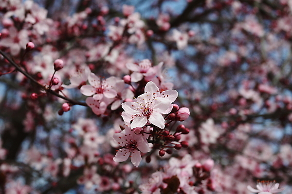 포토 JPG 해외이미지 나무 식물 계절 공원 꽃 문화 길 분홍색 백그라운드 잎 꽃무늬 자연 하늘 새로움 풍경 잔디 사람없음 야외 초록색 파란색 컬러풀 태양 정원 일본 맑음 봄 성장 덮개 벚꽃 흰색 나뭇가지 신선 개화 체리 4월 5월 해외202004 해외포토 자연요소 공공시설 아시아 컬러 컨셉 무늬 과일 날씨 뚜껑 날짜 생태계 파일형식 이미지허브