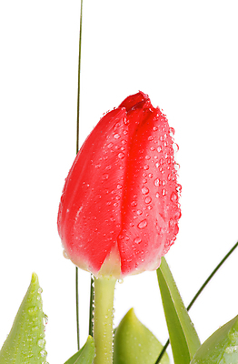 포토 JPG 해외이미지 꽃잎 꽃 분홍색 꽃다발 잎 자연 이벤트 사람없음 빨간색 초록색 보라색 봄 튤립 벚꽃 흰색 물방울 축하 인사 신선 생일 우아함 자주색 향기 엽서 고립 어머니의날 해외202004 해외포토 식물 계절 기념일 컬러 컨셉 예절 편지 생태계 냄새 미국문화 파일형식 이미지허브