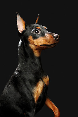 포토 JPG 해외이미지 스튜디오촬영 동물 포유류 실내 사람없음 반려동물 갈색 귀여움 검은색 가축 미니어처 개 강아지 작음 만족 송곳니 기르기 미니 유래 해외202004 해외포토 감정 컬러 컨셉 내부 모형 치아 크기 돌봄 파일형식 이미지허브