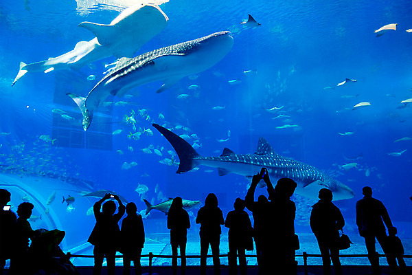 포토 JPG 해외이미지 전신 실루엣 실내 어류 사람 여러명 파란색 수중 군중 수족관 아쿠아리움 고래상어 해외202004 해외포토 컬러 다수 촬영기법 내부 수중동물 상어 파일형식 이미지허브