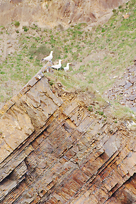포토 JPG 해외이미지 동물 유럽 야생동물 바다 자연 갈매기 조류 영국 잉글랜드 사람없음 물 해외202004 해외포토 자연요소 나라 생태계 파일형식 이미지허브