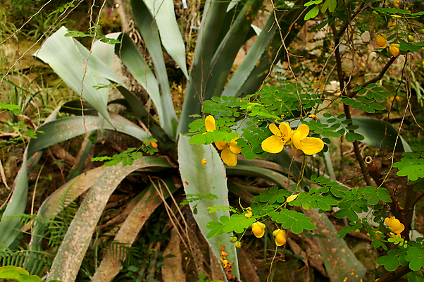 포토 JPG 해외이미지 나무 식물 꽃 백그라운드 잎 자연 풍경 사람없음 야외 초록색 환경 정원 습기 성장 황무지 숲 열대우림 내추럴 생태학 양치류 이국적 해외202004 해외포토 교육 컬러 생태계 파일형식 이미지허브