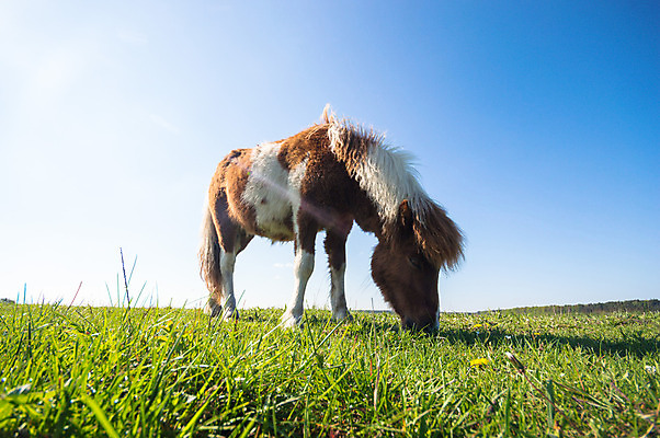 포토 JPG 해외이미지 동물 남자 스포츠 밭 포유류 자연 하늘 사람없음 야외 초록색 여름 파란색 빛 달리기 태양 농장 갈색 머리 점프 힘 일몰 목장 회색 자유 흰색 군중 속도 먼지 갈기 달리기선수 땅바닥 무료 해외202004 해외포토 자연요소 계절 컬러 컨셉 농업 모션 바닥 사람 신체부위 노을 생태계 육상선수 파일형식 이미지허브
