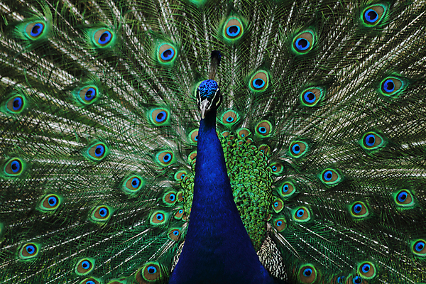 포토 JPG 해외이미지 동물 남자 백그라운드 패턴 오렌지 자연 조류 동물원 사람없음 초록색 파란색 컬러풀 페인트 황금 우아함 공작 깃털 묘사 질감 솜털 해외202004 해외포토 컬러 컨셉 무늬 과일 사람 생태계 파일형식 이미지허브