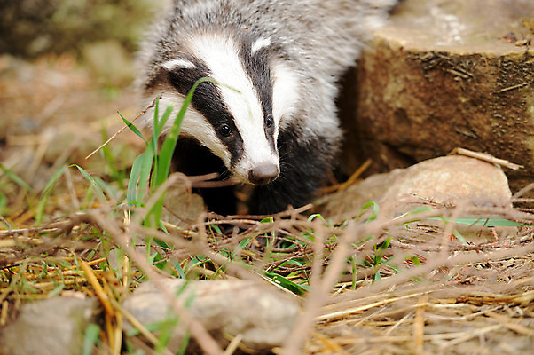 포토 JPG 해외이미지 동물 유럽 야생동물 새끼 포유류 자연 잉글랜드 사람없음 검은색 회색 바위 흰색 아기 숲 육식동물 발톱 소셜 해외202004 해외포토 나라 컬러 발 영국 사람 돌_바위 생태계 파일형식 이미지허브