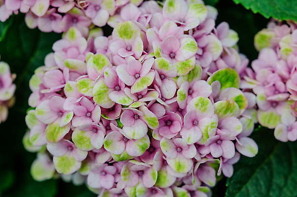 포토 JPG 해외이미지 식물 디자인 공원 꽃잎 꽃 분홍색 백그라운드 잎 꽃무늬 자연 풍경 사람없음 야외 초록색 여름 파란색 빛 컬러풀 환경 정원 보라색 봄 벚꽃 개화 제비꽃 수국 내추럴 해외202004 해외포토 계절 공공시설 컬러 무늬 생태계 파일형식 이미지허브