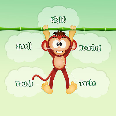 포토 JPG 해외이미지 동물 교육 일러스트 매달리기 사람 사람없음 터치 원숭이 맛 계획 시력 냄새 청각 해외202004 해외일러스트 컨셉 포유류 모션 파일형식 이미지허브