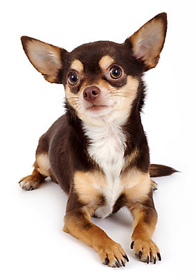 포토 JPG 해외이미지 스튜디오촬영 동물 멕시코 앉기 사람없음 컬러풀 개 흰배경 치와와 해외202004 해외포토 컬러 백그라운드 북아메리카 포유류 모션 실내 흰색 파일형식 이미지허브